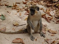 gambia04